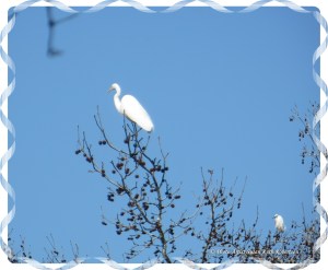 © Photo Artist Susan Ruth Robertson 012