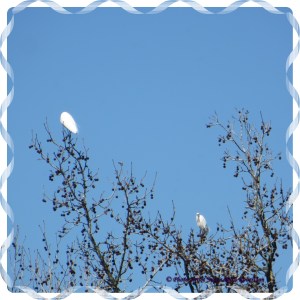 © Photo Artist Susan Ruth Robertson 013