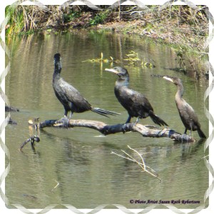 © Photo Artist Susan Ruth Robertson 014