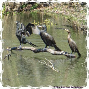 © Photo Artist Susan Ruth Robertson 015