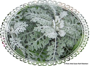 © Photo Artist Susan Ruth Robertson 016 - Copy