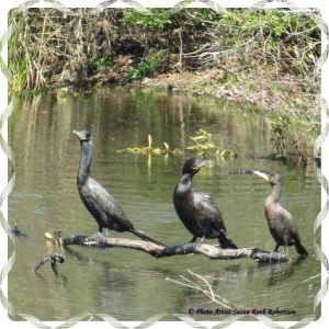 © Photo Artist Susan Ruth Robertson 016