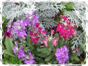 © Photo Artist Susan Ruth Robertson 017 - Copy