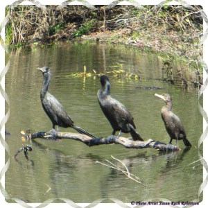 © Photo Artist Susan Ruth Robertson 017