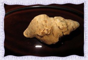 © Photo Artist Susan Ruth Robertson 018