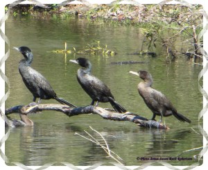 © Photo Artist Susan Ruth Robertson 018