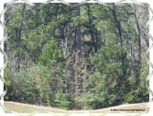 © Photo Artist Susan Ruth Robertson 018