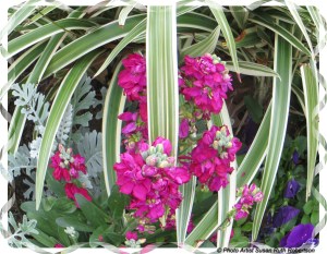 © Photo Artist Susan Ruth Robertson 018