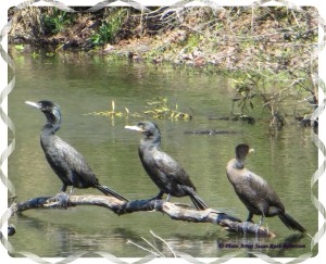 © Photo Artist Susan Ruth Robertson 019