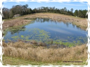 © Photo Artist Susan Ruth Robertson 019