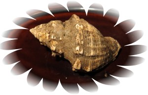 © Photo Artist Susan Ruth Robertson 020