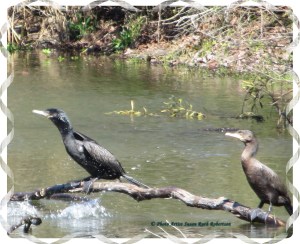 © Photo Artist Susan Ruth Robertson 020