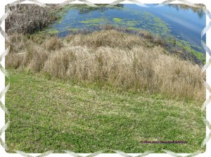 © Photo Artist Susan Ruth Robertson 020