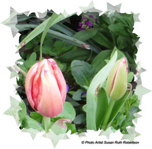 © Photo Artist Susan Ruth Robertson 021 - Copy