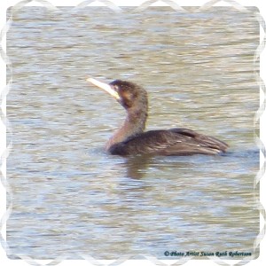 © Photo Artist Susan Ruth Robertson 021