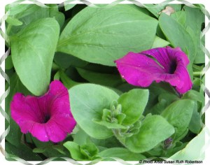 © Photo Artist Susan Ruth Robertson 022 - Copy