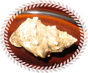 © Photo Artist Susan Ruth Robertson 022