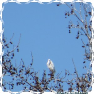 © Photo Artist Susan Ruth Robertson 022