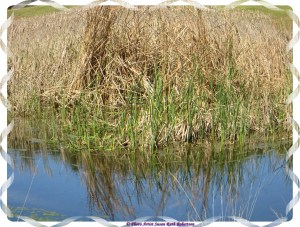 © Photo Artist Susan Ruth Robertson 022