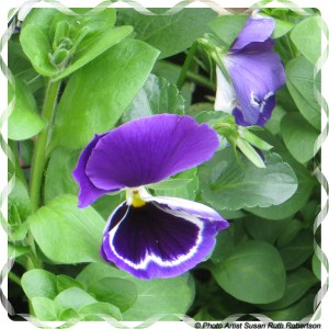 © Photo Artist Susan Ruth Robertson 023 - Copy