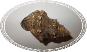 © Photo Artist Susan Ruth Robertson 023