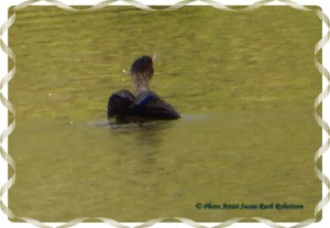 © Photo Artist Susan Ruth Robertson 023