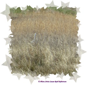 © Photo Artist Susan Ruth Robertson 023