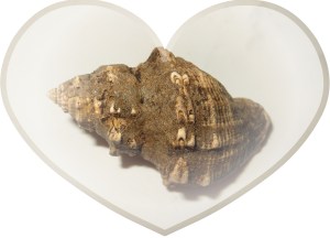 © Photo Artist Susan Ruth Robertson 024