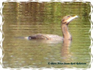 © Photo Artist Susan Ruth Robertson 024