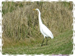 © Photo Artist Susan Ruth Robertson 024