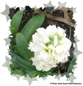 © Photo Artist Susan Ruth Robertson 025 - Copy