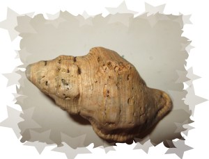 © Photo Artist Susan Ruth Robertson 025