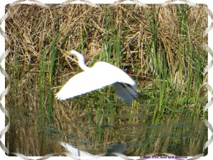 © Photo Artist Susan Ruth Robertson 025