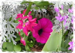 © Photo Artist Susan Ruth Robertson 026 - Copy