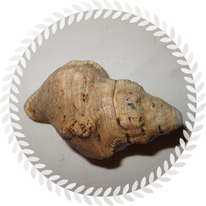 © Photo Artist Susan Ruth Robertson 026