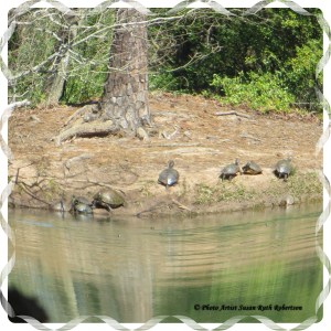 © Photo Artist Susan Ruth Robertson 026