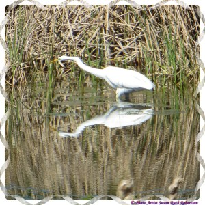 © Photo Artist Susan Ruth Robertson 026