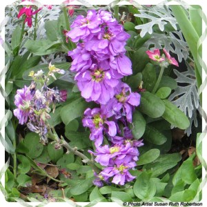 © Photo Artist Susan Ruth Robertson 027 - Copy