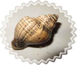 © Photo Artist Susan Ruth Robertson 027