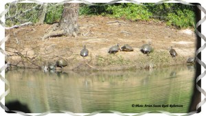 © Photo Artist Susan Ruth Robertson 027