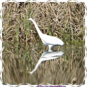 © Photo Artist Susan Ruth Robertson 027