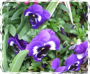 © Photo Artist Susan Ruth Robertson 028 - Copy