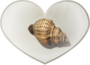 © Photo Artist Susan Ruth Robertson 028