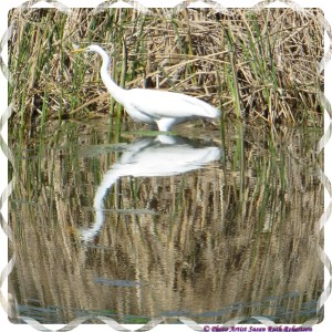 © Photo Artist Susan Ruth Robertson 028