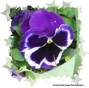 © Photo Artist Susan Ruth Robertson 029 - Copy