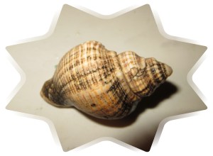 © Photo Artist Susan Ruth Robertson 029