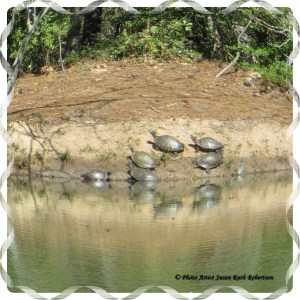 © Photo Artist Susan Ruth Robertson 029