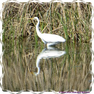 © Photo Artist Susan Ruth Robertson 029