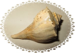 © Photo Artist Susan Ruth Robertson 030