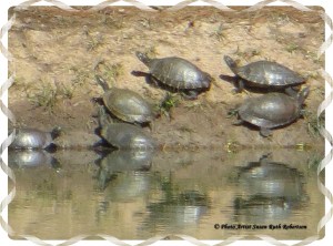 © Photo Artist Susan Ruth Robertson 030